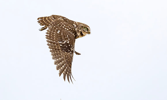 Steenuil, Little Owl, Groene Hart, Nederland 2024