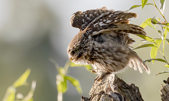 Steenuil ♂, Little Owl, Groene Hart 2024