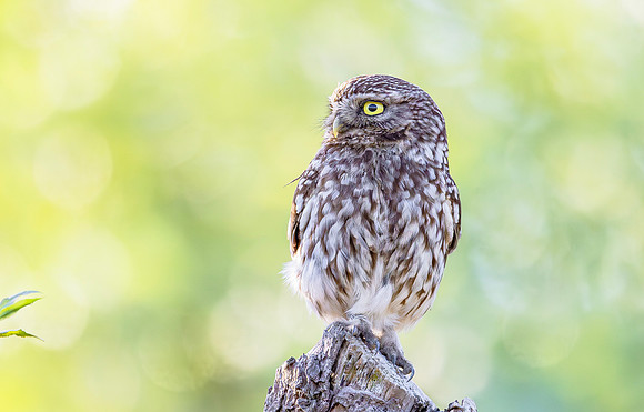 Steenuil, Little Owl, Groene Hart 2025