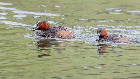 Dodaars, Little Grebe, Diemervijfhoek, 14-08-2017 S1A9156 def rec  II