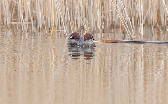 Dodaars, Little Grebe, Diemervijfhoek 08-04-2016, S1A9699