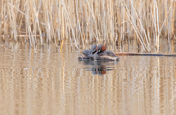 Dodaars, Little Grebe, Diemervijfhoek 08-04-2016, S1A9697 b