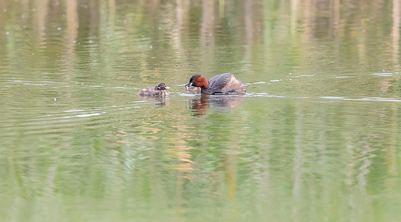 Dodaars juv,ad, Little Grebe, Diemervijfhoek 14-08-2017,  S1A9070