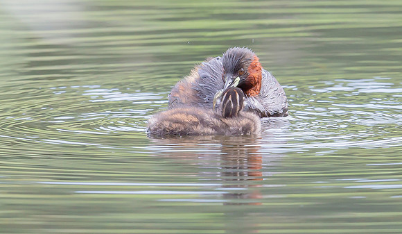 Dodaars, Little Grebe, Diemervijfhoek 14-08-2017, S1A9094