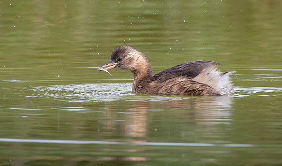 Dodaars, Little Grebe, Diemervijfhoek, 19-08-2016,  S1A2290