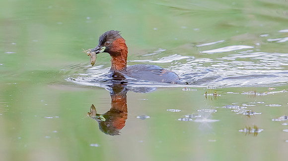 Dodaars, Little Grebe, Diemervijfhoek 24-08-2017, S1A9619