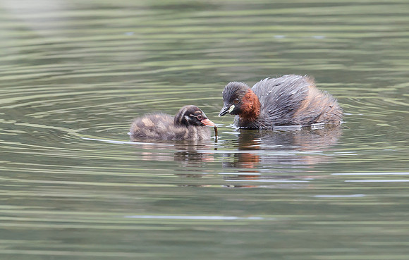 Dodaars, Little Grebe, Diemervijfhoek 14-08-2017,  S1A9118
