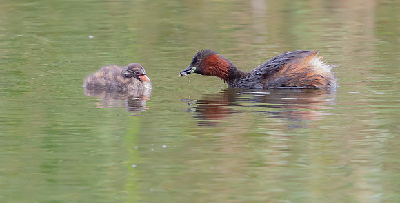 Dodaars, Little Grebe, Diemervijfhoek 14-08-2017,  S1A8713