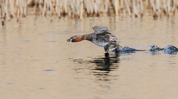 Dodaars, Little Grebe, Diemervijfhoek 12-04-2016, S1A0609 IV