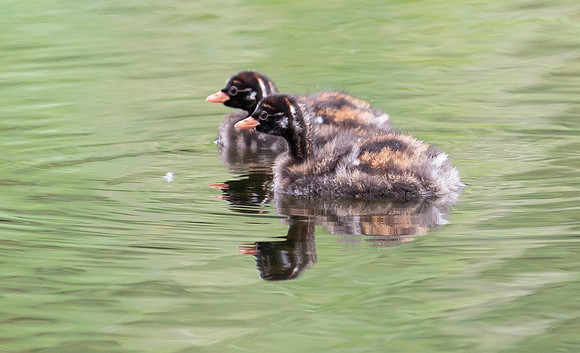 Dodaars, Little Grebe juv, Diemervijfhoek 14-08-2017, S1A9023 kopiëren