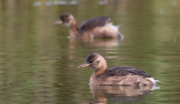 Dodaars juv, Little Grebe, Diemervijfhoek 19-08-2016, S1A2324