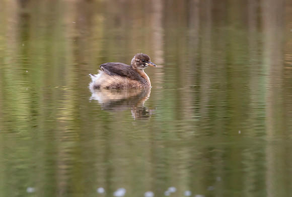 Dodaars juv, Little Grebe, Diemervijfhoek 19-08-2016,  S1A2442