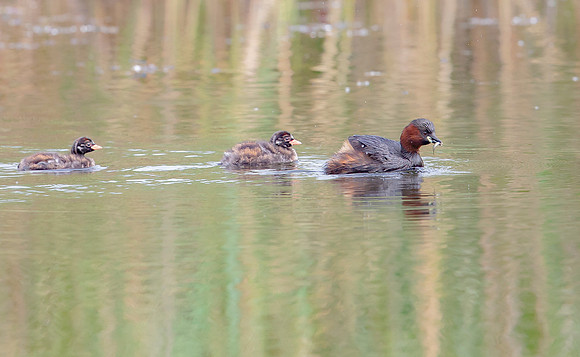 Dodaars juv, ad, Little Grebe, Diemervijfhoek S1A8643 14-08-2017