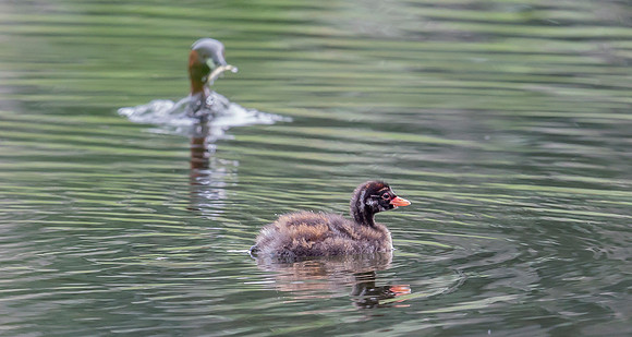 Dodaars ad, juv, Little Grebe, Diemervijfhoek 14-08-2017, S1A8753