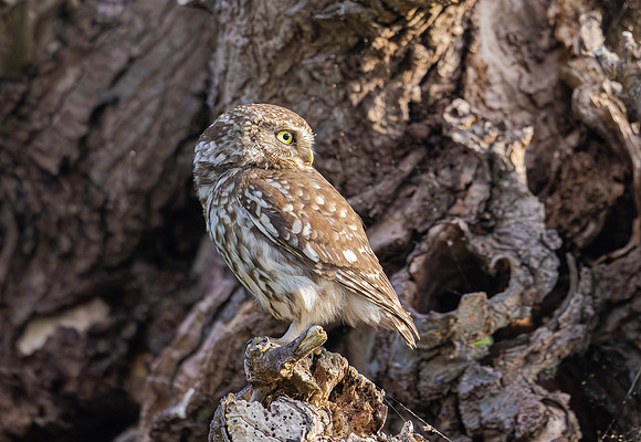Steenuil ♀, Little Owl, Groene Hart 2025