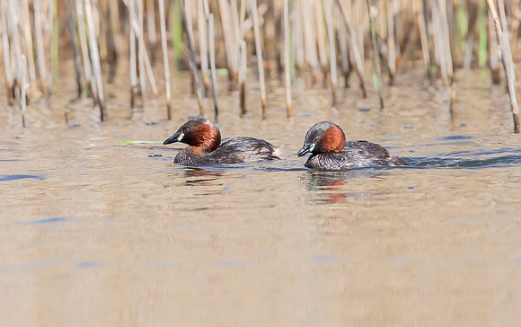 Dodaars, Little Grebe, Diemer Vijfhoek 20-04-2016, S1A1327