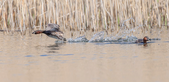 Dodaars, Little Grebe, Diemer Vijfhoek 20-04-2016, S1A1330