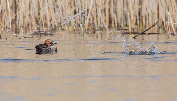 Dodaars, Little Grebe, Diemer Vijfhoek 20-04-2016, S1A1335