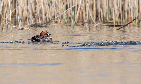 Dodaars, Little Grebe, Diemer Vijfhoek 20-04-2016, S1A1336