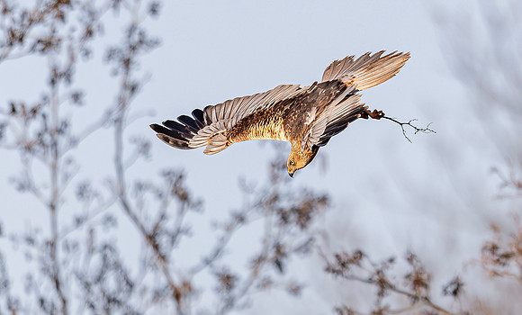 Bruine kiekendief ♂, Marsh harrier, Rietlanden Kockengen 2025