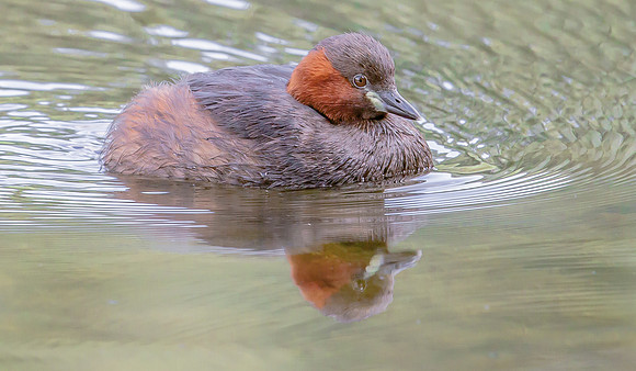 Dodaars, Little Grebe, Diemervijfhoek, 09-08-2017, S1A8272 def rec II