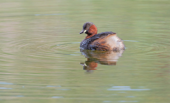 Dodaars, Little Grebe, Diemer Vijfhoek, 23-08-2017, S1A9404 def rec II