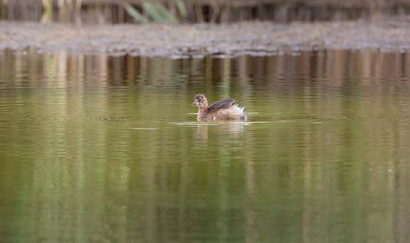 Dodaars, Little Grebe, juv,  Diemervijfhoek 19-08-2016, S1A2336 II