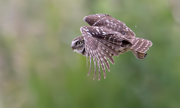 Steenuil, Little Owl, groene hart 2024
