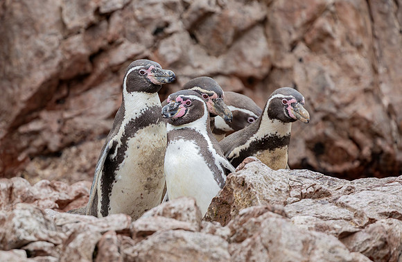 Humboldt`s Penguin, Peru 2015