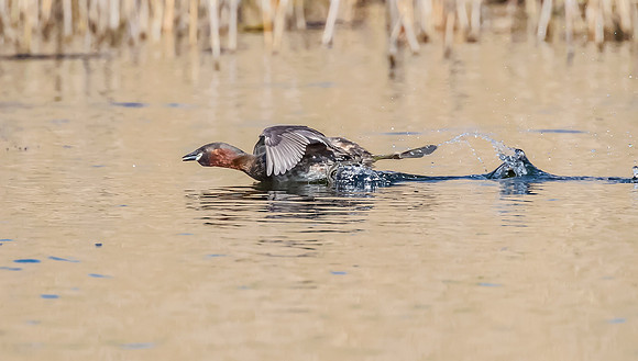 Dodaars, Little Grebe, Diemervijfhoek 12-04-2016, S1A0610 def rec IV kopiëren