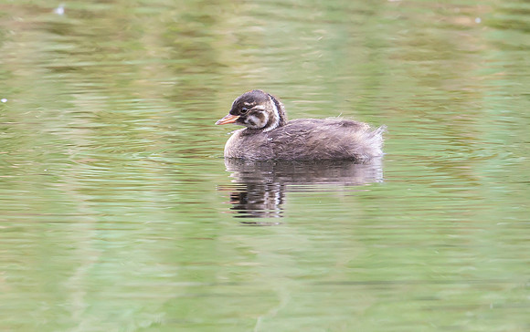 Dodaars, Little Grebe, Diemervijfhoek 10-09-2017, S1A0157 III
