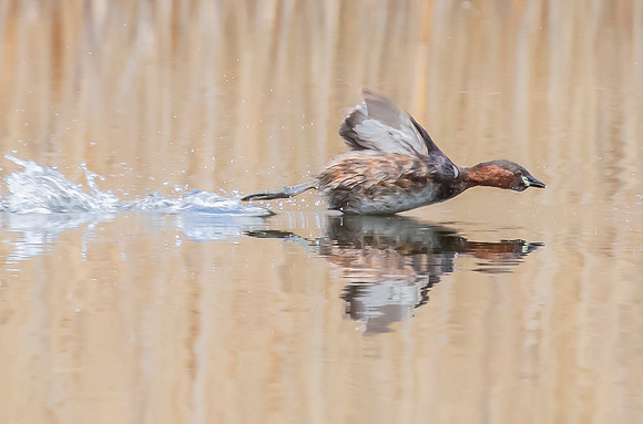 Dodaars, Little Grebe, Diemer Vijfhoek 08-04-2016, S1A9432 b