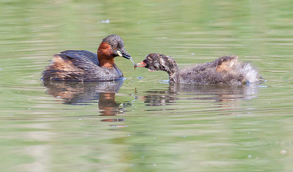 Dodaars ad, juv, Little Grebe, Diemervijfhoek 24-08-2017, S1A9550