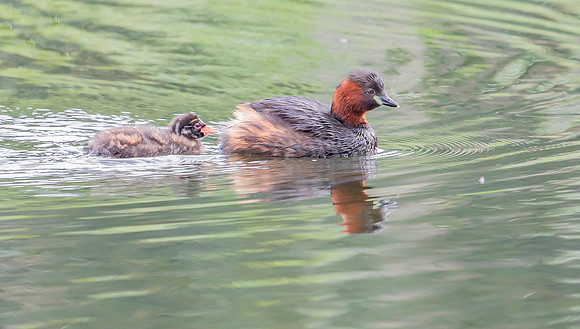 Dodaars ad, juv, Little Grebe, Diemervijfhoek 14-08-2017, S1A8739