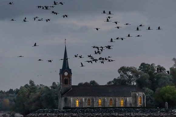 France, Kraanvogel, Common Crane flying past the church of Champaubert, Lac du Der Chantecoq 2019