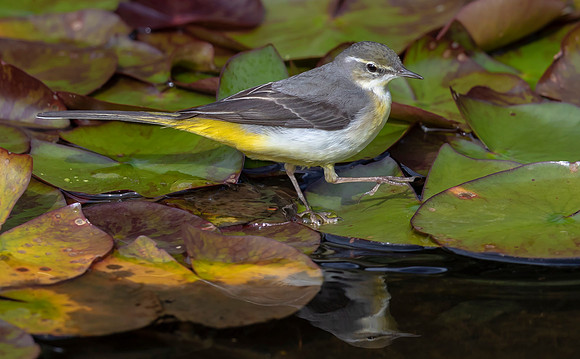 Grey Wagtail, Horton Plains NP, Sri Lanka 2019