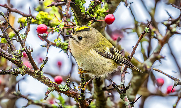Goudhaan, Goldcrest, Texel 2015