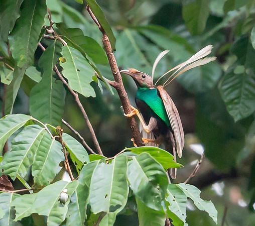 Standardwing Bird-of-paradise ♂, Halmahera, Indonesia 2018