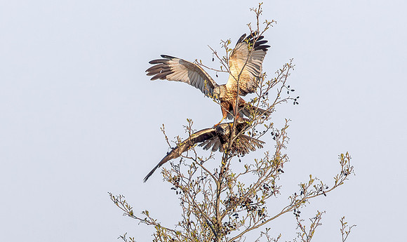 Bruine kiekendief ♀, ♂, balts, Marsh harrier, courtship, Rietlanden Kockengen 2023