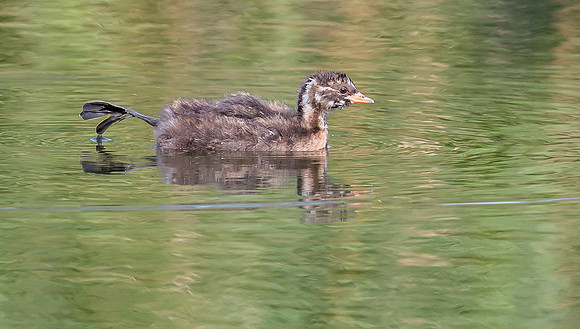 Dodaars juv, Little Grebe, Diemervijfhoek 28-08-2016, S1A9824 def rec