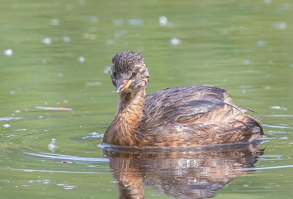 Dodaars juv, Little Grebe, Diemervijfhoek 21-07-2016,  S1A1760