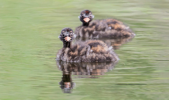 Dodaars, Little Grebe juv, Diemervijfhoek 14-08-2017, S1A9023 kopiëren