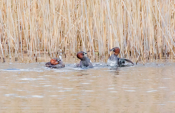 Dodaars, Little Grebe, Diemervijfhoek 08-04-2016, S1A0064 III b