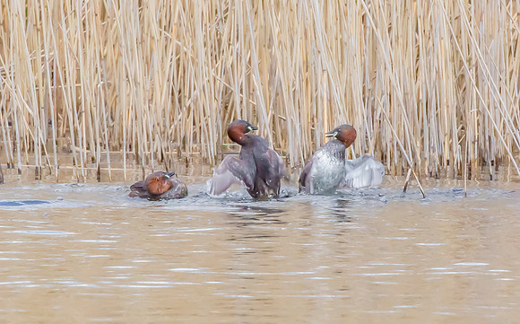Dodaars, Little Grebe, Diemervijfhoek 08-04-2016, S1A0063 III