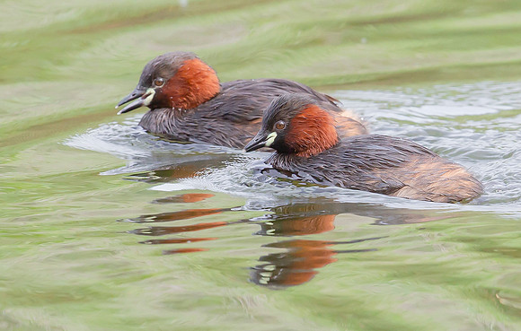 Dodaars, Little Grebe, Diemervijfhoek, 14-08-2017 S1A9169 II
