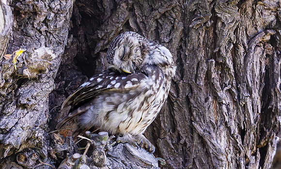 Steenuil, Little Owl, Groene Hart 2024
