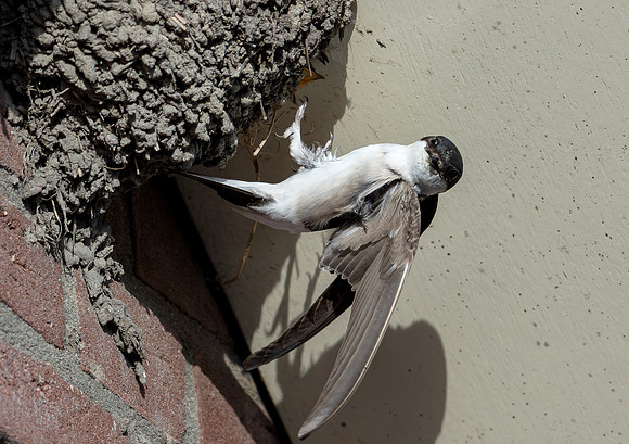 Huiszwaluw, House Martin, Kortrijk 2024