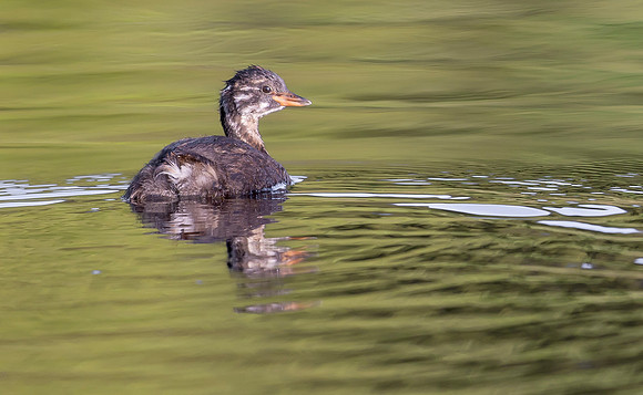 Dodaars juv, Little Grebe, Dellebuursterheide, 20-07-2023, 0S1A5773