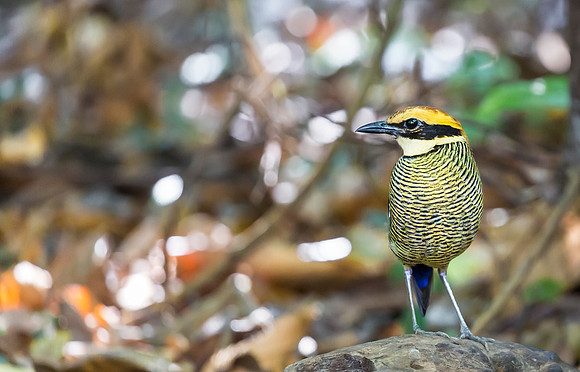 Javan Banded Pitta ♀, Bali, Indonesia 2018