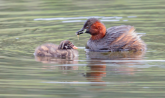 25e Dodaars, Little Grebe, juv, ad, Diemervijfhoek 14-08-2023, S1A9110 def rec
